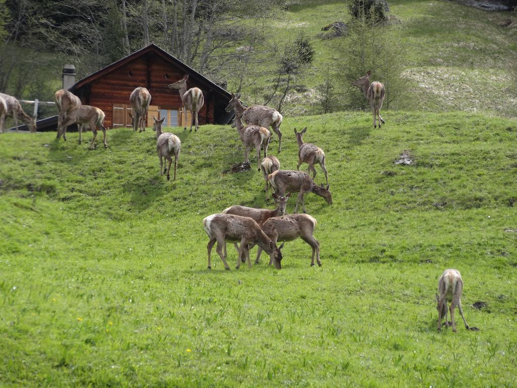 Hérémence Chalet Edelweiss חדר תמונה